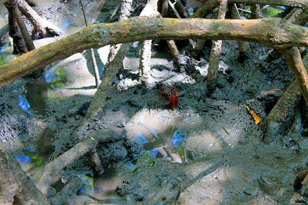 Pousada Ilha Do Desejo Olivenca Ngoại thất bức ảnh
